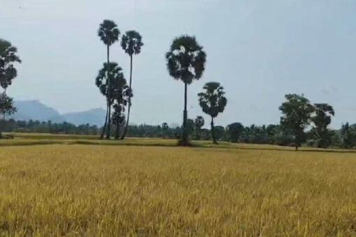 Proposal for a Planned Exit from the Urea Subsidy